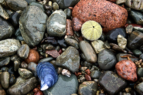 A beachcomber's paradise, our Back Cove (by Andrew Spearns)