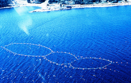 <B>Tuna Pens in St Margaret's Bay<</B><BR>Migrating Blue Fins were trapped here, fattened and exported to Japan. Fish were made available to biologists for study. This afforded an ideal opportunity for giologists to get a better understanding of the biology and behavior of these huge tuna (up to 1,200 pounds). Tags were attached to individual fish, which constantly communicated swimming depth, swimming speed, water temperature and body temperature.